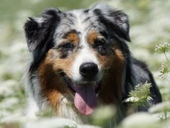 Änderungen Hundendatenbank Amicus
