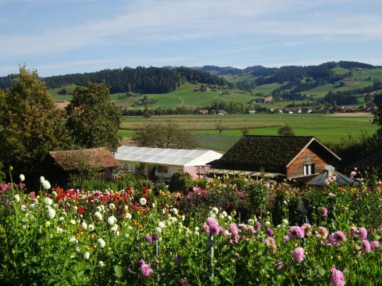 Dahlienschau 2